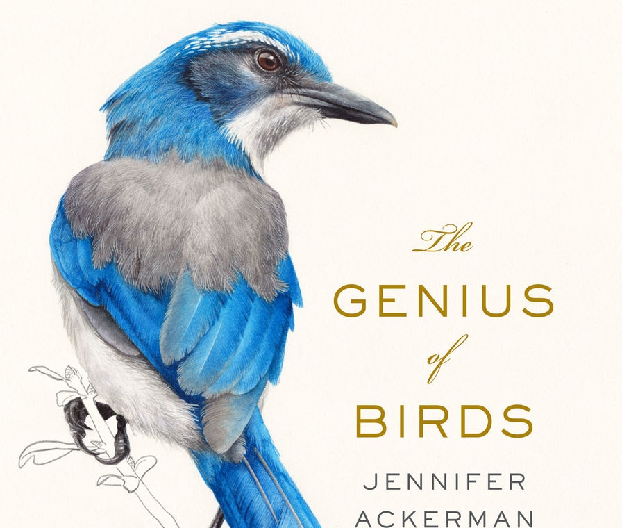 The Genius of Birds